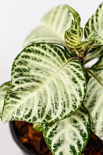Close up of a Zebra Plant White Wash with white leaves