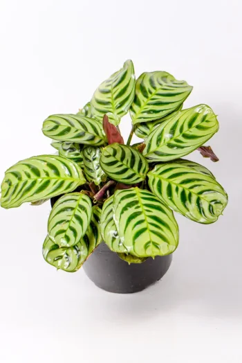 Calathea Burle Marxii
