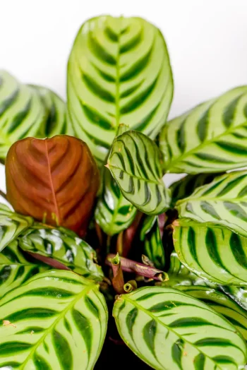 Calathea Burle Marxii