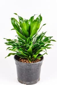 Front view of a Pineapple dracaena