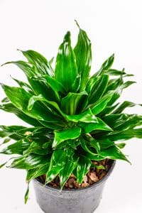 Top view of multiple leaves of a Pineapple dracaena