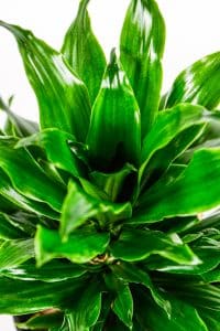 Close up of a Pineapple dracaena