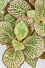 CLuster of a fittonia pink with touches of green.