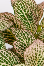Close up of a Fittonia show detailed veining