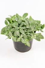Fittonia Nerve Plant Green with full and lush green foliage
