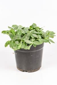 Side view showing low, spreading growth habit.