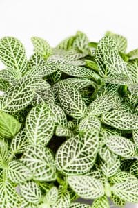 A up picture of Fittonia Nerve Plant Green showing white veins