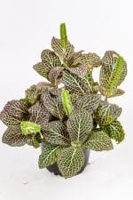 Fittonia Nerve Plant Pink in a compact indoor pot.
