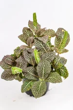 Top view of a fittonia pink plant with light pink veins