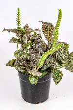 Light Fittonia Pink in a 12cm pot