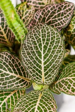 Fittonia in a bright light with details veining.