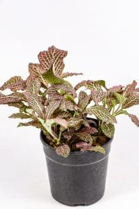 Side view of a Pink Fittonia in bright light