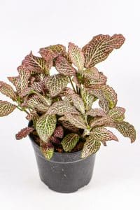 Top view of a Pink Fittonia