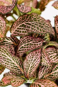 Close-up of pink veined Fittonia leaves showing nerve pattern
