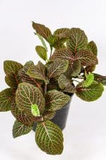 Red Fittonia Nerve Plant in a compact indoor pot.