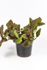 Close-up of red veined Fittonia leaves showing nerve pattern.