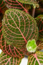 Close up of setail of leaf colour and fine veining.