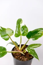 Multiple leave with white variegation on a philodendron white prince