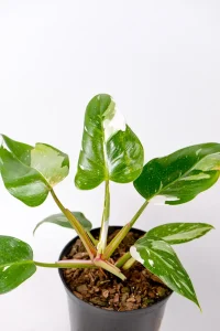 Multiple leave with white variegation on a philodendron white prince