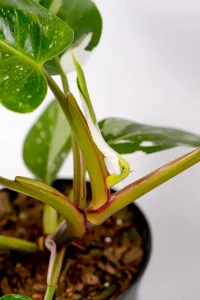 Stem and emerging leaf of a philodendron white prince.