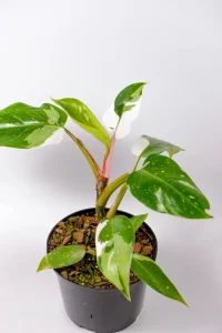 philodendron white prince in black pot
