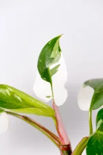 Full view of a gorwing philodendron white prince