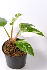 side veiw of a philodendron white princwe
