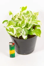 Pothos N’ Joy with crisp white and green variegated leaves