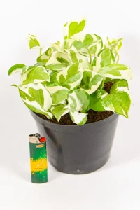 Pothos N’ Joy with crisp white and green variegated leaves