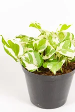 Trailing Pothos N’ Joy with compact growth