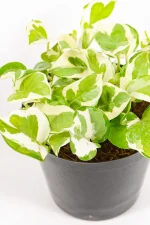 Dense pothos stems cascading over pot edge