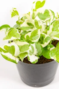 Dense pothos stems cascading over pot edge