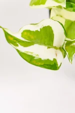 Close-up of white patterned foliage