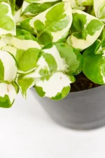 Indoor pothos styled on a shelf