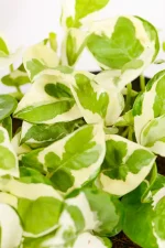 Healthy Pothos N’ Joy in bright indirect light