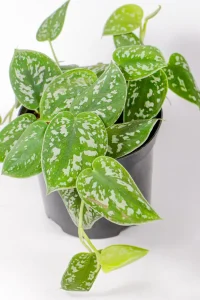 Satin Pothos in black pot