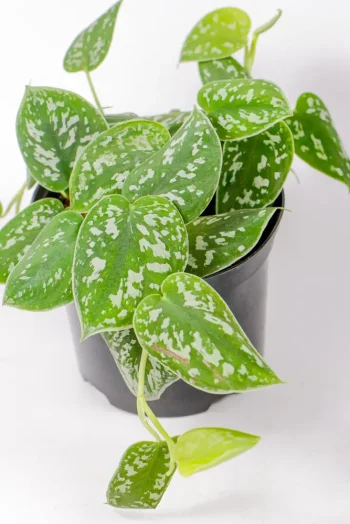 Satin Pothos in black pot