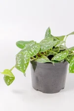 Side view of Satin Pothos