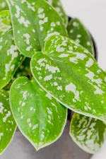 Close up of Satin Pothos leave with silver variegations