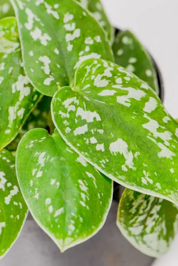 Close up of Satin Pothos leave with silver variegations