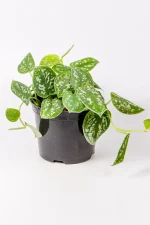 Satin Pothos with trailing leaves and vine