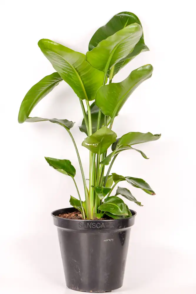 Strelitzia Nicolai-3