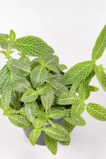 Green new plant show details of the leave and veining