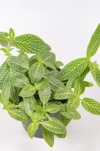 Green new plant show details of the leave and veining