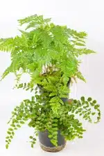 Fern Combo