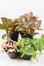 Four fittonia plants places closely together