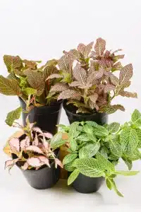 Four fittonia plants places closely together