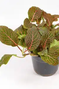 Close up of a red nerve plants show full growth