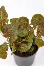 Side veiw of a red fittonia with deep red coloured veins