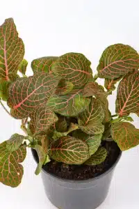 Side veiw of a red fittonia with deep red coloured veins